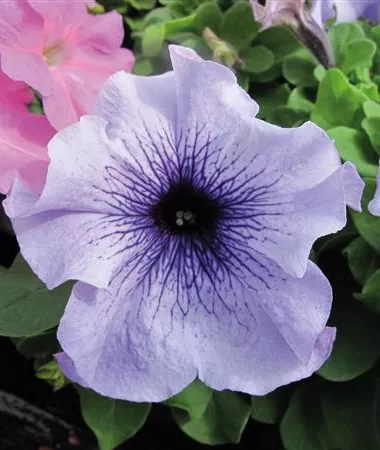 Petunia x grandiflora