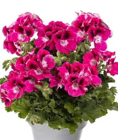 Pelargonium x grandiflorum