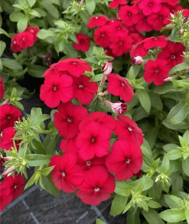Phlox x hybrida