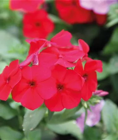 Phlox x hybrida