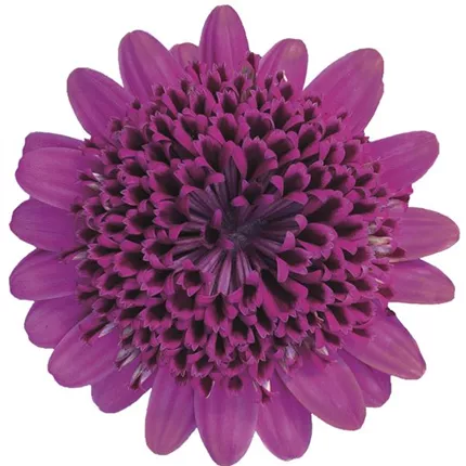 OST-Erato® Double Purple 458685_bearbeitet_KATALOGBILD.tif