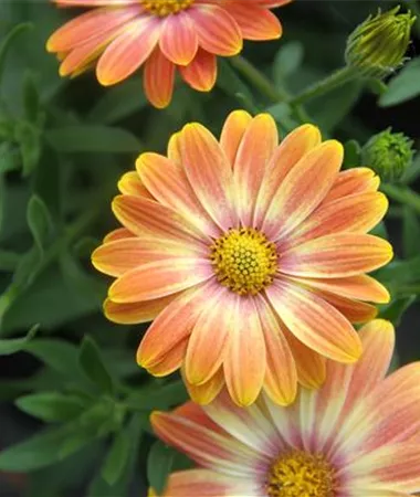 Osteospermum ecklonis