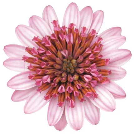 OST-Erato® Double Rose 458687_bearbeitet_KATALOGBILD.tif