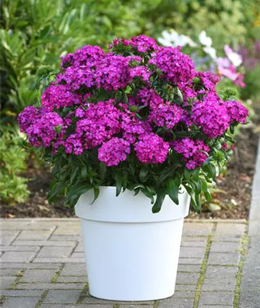 Dianthus x hybridus