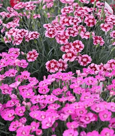 Dianthus superbus