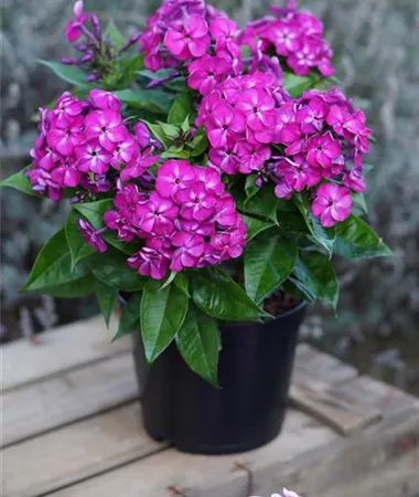 Phlox x paniculata