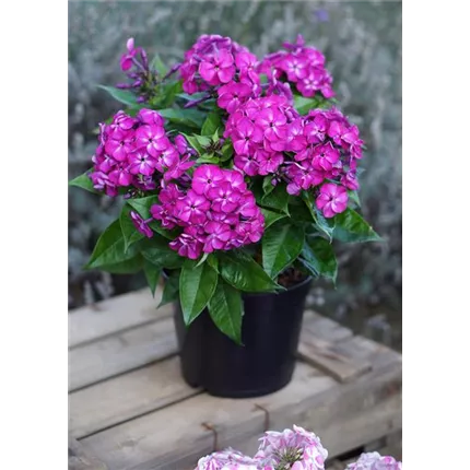 PHL_Adessa® Compact_Purple_467280_1phpbdes Phlox-Bambini Desire_Pot_KATALOG.JPG