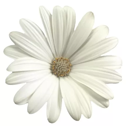 OST Erato® Basket Pure White 458658_bearbeitet_KATALOGBILD.tif