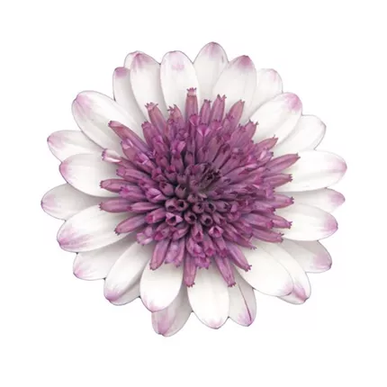 OST Erato Double White Blush 458690_bearbeitet_KATALOGBILD.tif