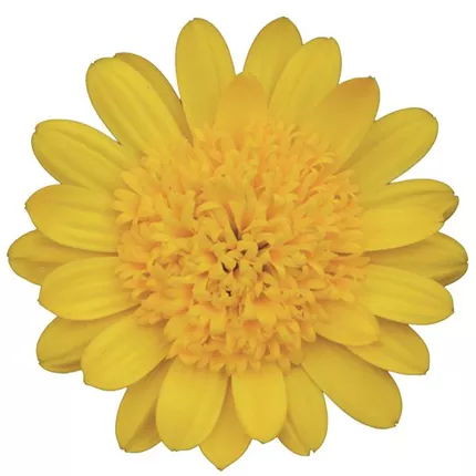 OST-Erato® Double Yellow 458692_bearbeitet_KATALOGBILD.tif