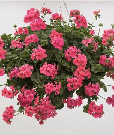 Pelargonium x peltatum