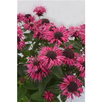 MON_Melua Rose_457353.jpg