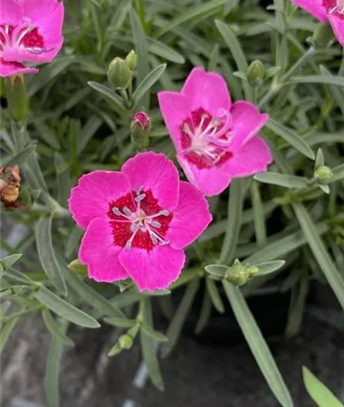 Dianthus superbus