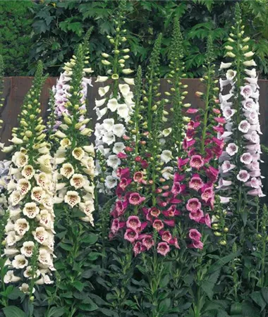 Digitalis purpurea