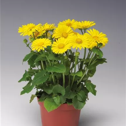 DOR_Leonardo Compact_Leonardo Compact_441070_6087-70019386_KATALOG.jpg