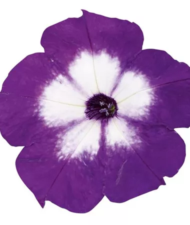 Petunia x atkinsiana