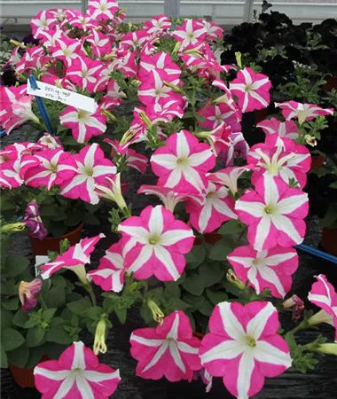 Petunia x atkinsiana