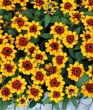 Zinnia x hybrida