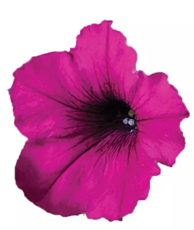 Petunia x atkinsiana