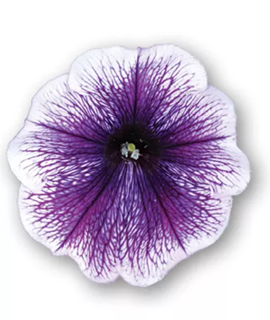 Petunia x atkinsiana