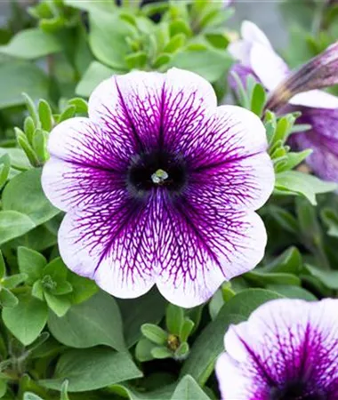 Petunia x atkinsiana