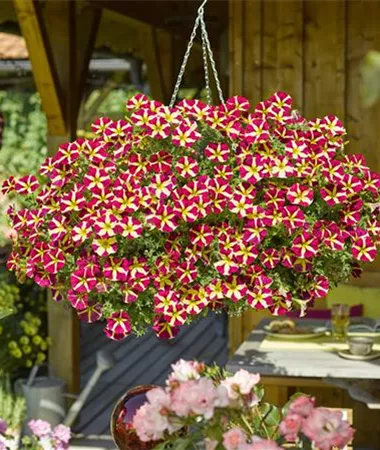 Petunia x atkinsiana