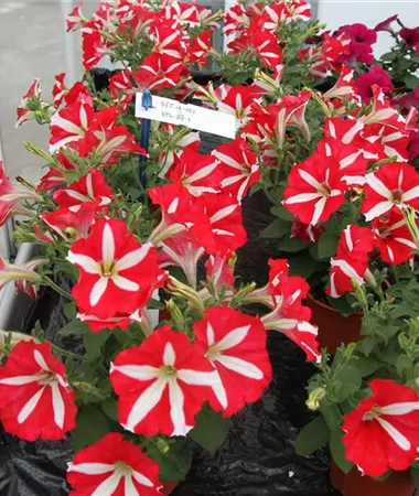 Petunia x atkinsiana