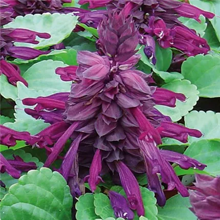 SAL_Unica_Purple_475780.jpg