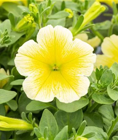Petunia x atkinsiana