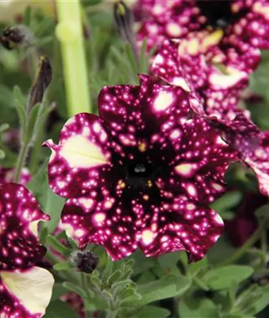 Petunia x atkinsiana