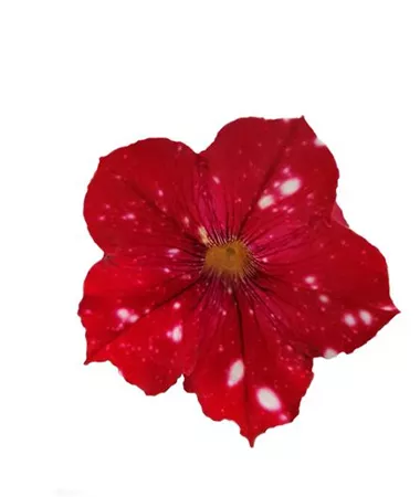 Petunia x atkinsiana