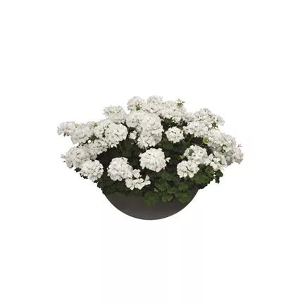 PEL Summer Lovers White 460029.jpg