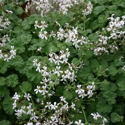 PEL_GrandeurOdorata_Apple_461100 (2).JPG