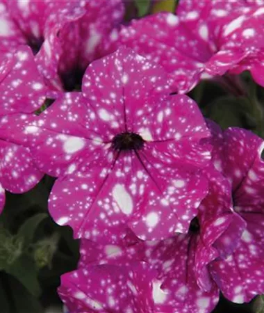 Petunia x atkinsiana