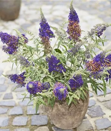 Buddleja cultivars