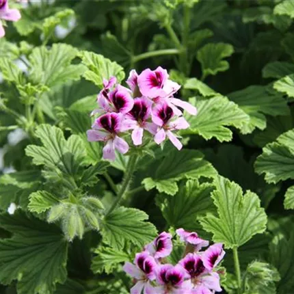 PEL_GrandeurOdorata_Orange_461120 (2).JPG