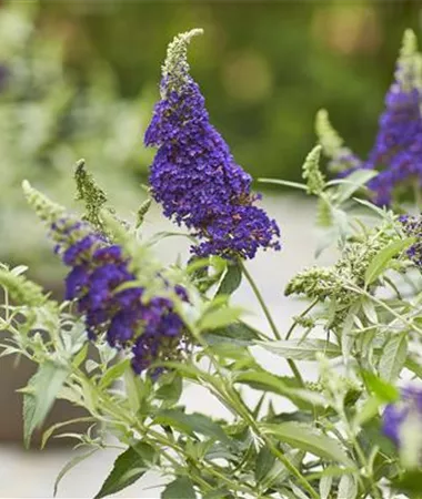 Buddleja cultivars