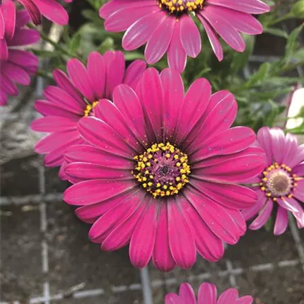 OST Erato Compact Deep Purple 458712 IMG_6896.jpg