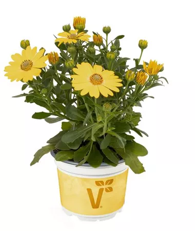 Osteospermum ecklonis