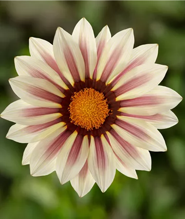 Gazania x rigens