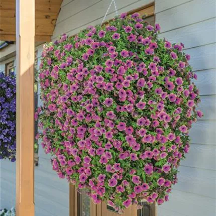 PET Pegasus Special Purple Green Edge 464608 _16A7438.jpg