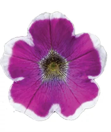 Petunia x atkinsiana