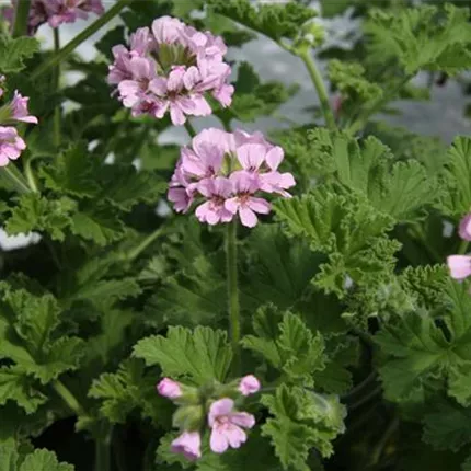 PEL_GrandeurOdorata_Rose_461135 (2).JPG