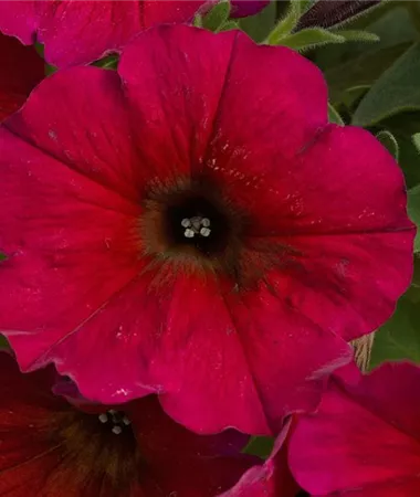 Petunia x atkinsiana