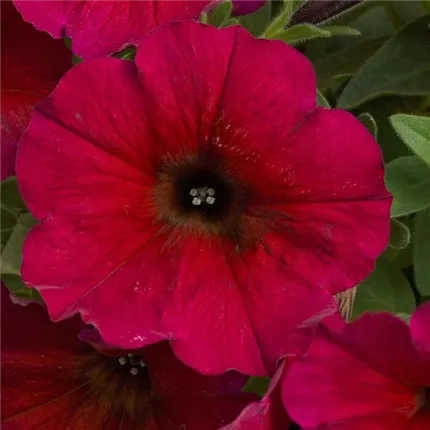 PET_Chameletunia_Bordeaux_464631_BeautiCal Bordeaux_KATALOG.jpg