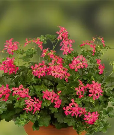 Pelargonium x peltatum