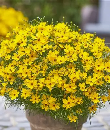 Coreopsis verticillata
