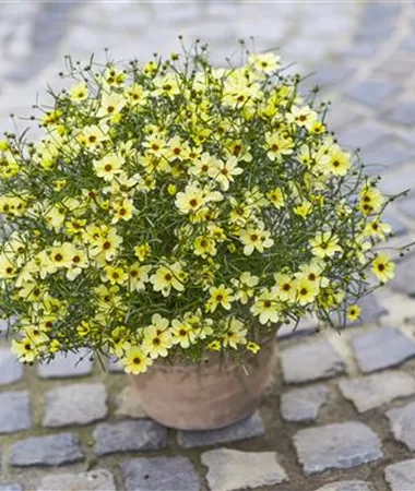 Coreopsis verticillata