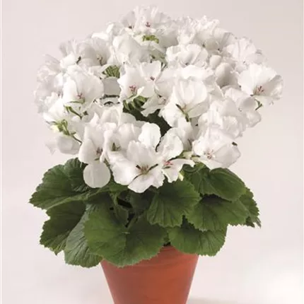 PEL Clarion White 459730 _Topf_01.jpg