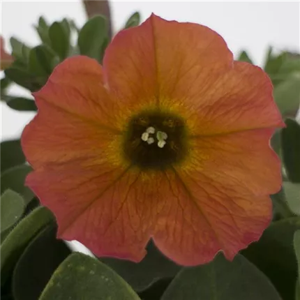PET_Chameletunia_Cinnamon_464641BeautiCal Cinnamon (3)_KATALOG.jpg